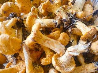 Chanterelle mushrooms raw,uncooked fresh chanterelles close-up, Cantharellus cibarius mushrooms for cooking.