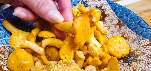 Chanterelle mushrooms raw,uncooked fresh chanterelles close-up, Cantharellus cibarius mushrooms for cooking.