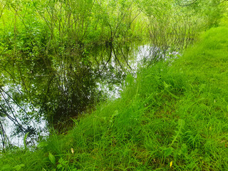 Overgrown pond with trees, swamp, marsh, swampy area, marshland close-up of the swamp water.