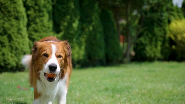 Slow motion clip shows a brown and white border collie dog in mid-air snatching an orange ball over a lush green lawn under bright sunlight. The medium shot highlights energetic fetch play in a summer