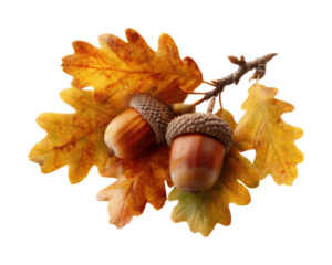 Gathering acorns and leaves in nature autumn forest isolated on transparent background