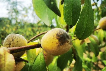 Sickness Peach on the branch. Unripe Disease Peach on the branch