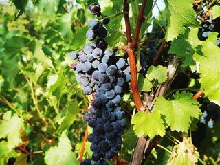 Grapes in vineyard. Sunny day in vineyard. sun rays fall on grapes