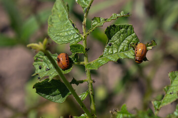Young Colorado potato beetle larvae are actively devouring potato leaves, causing significant damage. Their voracious behavior threatens future harvests, demonstrating a challenge for agriculture.