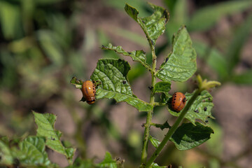 Potential pests are destroying young potato leaves, leaving damage. Their presence signals the need...