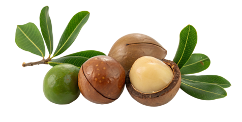 Macadamia nuts and green leaves on white background showing freshness and natural texture clearly