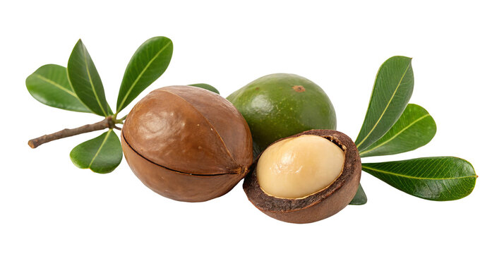 Whole and cracked macadamia nuts with green leaves isolated on a white background for freshness