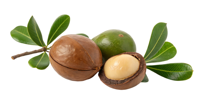 Whole and cracked macadamia nuts with green leaves isolated on a white background for freshness