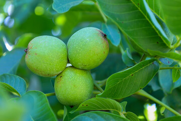 Three unripe green walnuts are closely nestled on a branch among lush leaves, illuminated by the summer sun. The image symbolizes growth and the natural cycle, ideal for themes related to harvest, org