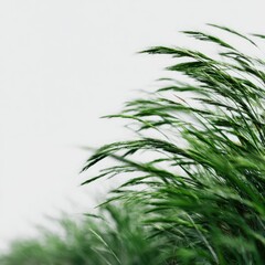 Naklejka premium Close-up of windswept grass