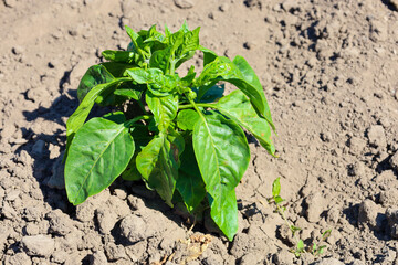 A young green pepper plant with spreading leaves grows on dry, dark soil. This shot shows the beginning of the growing season for a cultivated plant, symbolizing growth, development, and agricultural 