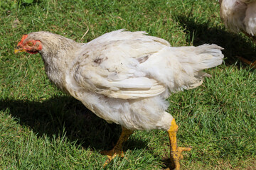 A stork stands in the middle of a harvested field under a clear blue sky, surrounded by golden straw. A quiet rural scene during summertime after the crop has been gathered.