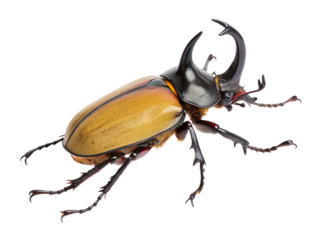 Closeup of a large horned beetle on white background showcasing its distinctive features