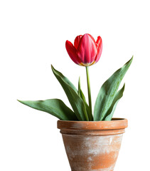 Blooming red tulip in pot plant minimalist style isolated on transparent background