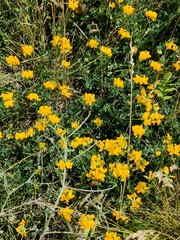 yellow flowers on the grass