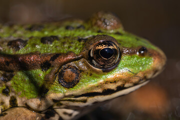 Ultra Detailed Macro Photo of Amphibian Eye and Facial Skin – European Pond Frog (Pelophylax)