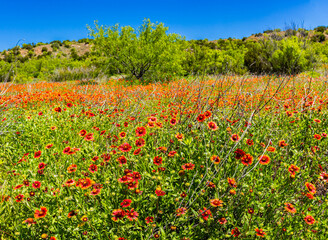 Indian Blanket Flowers on The Lower South Prong Trail. Caprock Canyon State Park, Texas, USA