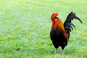 rooster in the grass