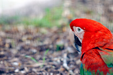 red and yellow macaw