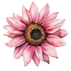 A watercolor pink sunflower isolated on a transparent background