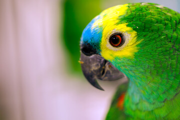 green and yellow macaw