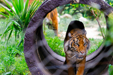 close up of a wooden wheel in the jungle