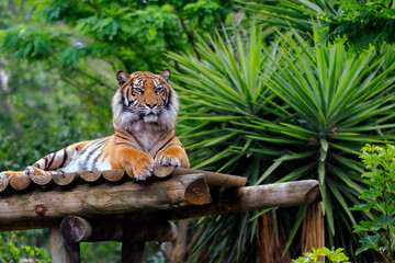 Obraz premium tiger in the jungle