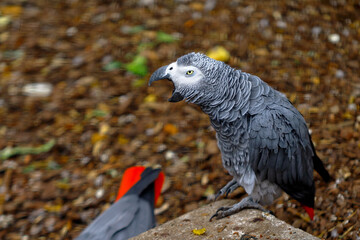 portrait of a vulture