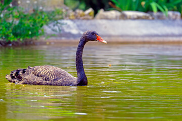 black swan on the water