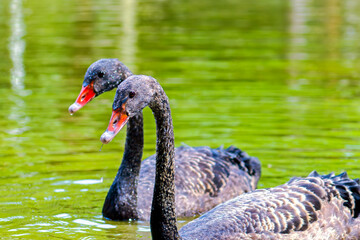 black swan on the river