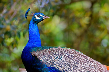 peacock with feathers