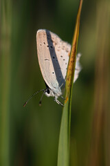 Side view of a small blue butterfly camouflaged against tall grass, with focus on delicate wing patterns and striped antennae