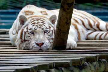 white tiger in the