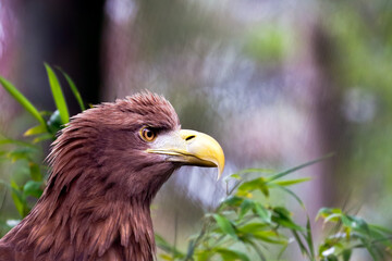 portrait of a bald eagle