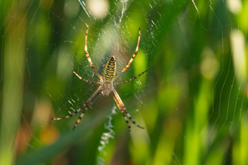 Detailed Image of an Argiope bruennichi Spider in Web with Signature Stabilimentum Pattern