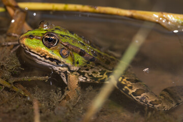 Wild Frog in Natural Wetland Environment, Captured in Detailed Close-Up with Eye Reflection Visible