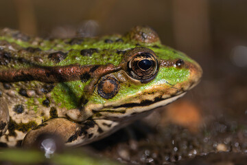 Vivid Macro Shot of Green Frog Eye with Reflected Light and Rich Natural Skin Texture