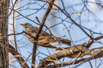 Fieldfare is sitting on branch in winter or autumn on blue sky background.
