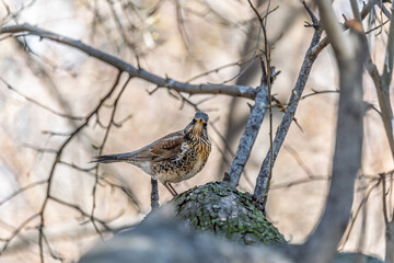 Fieldfare is sitting on branch in winter or autumn on blue sky background.