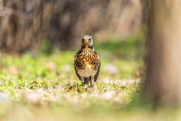 Wood bird Fieldfare, Turdus pilaris, on a sprng lawn.
