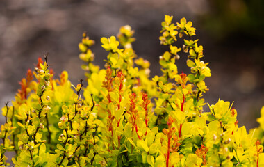 Thunberg's barberry has yellow leaves and thorny twigs on a blurred background