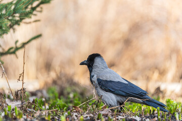 Fototapeta premium Hooded crow, corvus cornix, standing on the lawn in the spring or summer