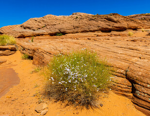 Wildflowers on Slick Rock at The New Wave Formation, Glen Canyon National Recreation Area, Arizona,...