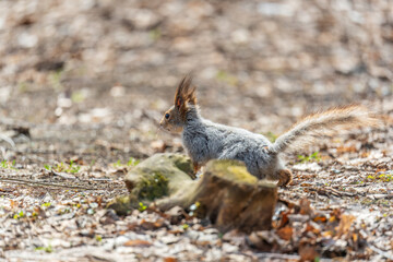 Squirrel in autumn or spring with nut on the green grass with fallen yellow leaves