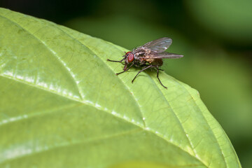 Close-Up Macro of House Fly (Musca domestica) on Fresh Green Leaf with Detailed Wing and Eye Structure