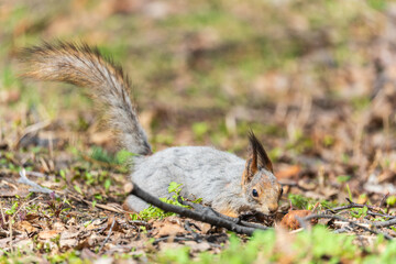 Squirrel in autumn or spring with nut on the green grass with fallen yellow leaves