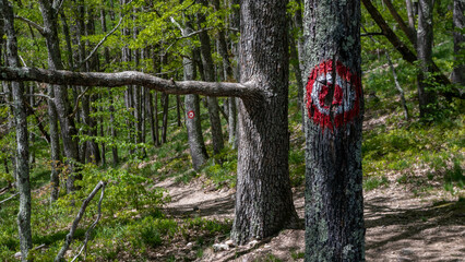 Trail markers with red dot and circle signs in forest for hikers