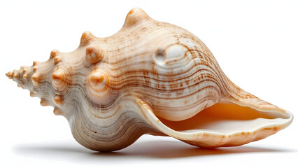 Obraz premium Realistic photograph of full body shell isolated on white background with natural texture and warm tones