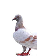 A lonesome pigeon standing on a  steel handrail,white isolated background in outdoor area
