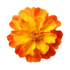 A vibrant marigold flower in full bloom, displaying a stunning array of yellow and orange petals. It's a beautiful representation of nature's artistry